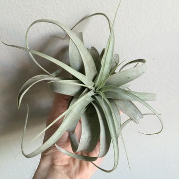 xl tillandsia xerographica