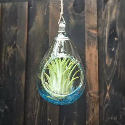 air plant terrarium + teal appeal